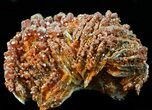 Pink Bladed Barite With Vanadinite Crystals #56262-2
